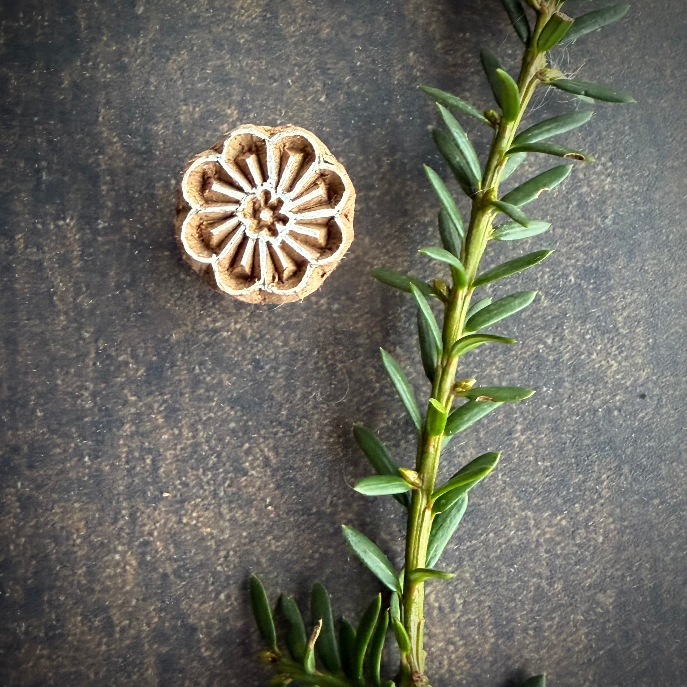 Florita